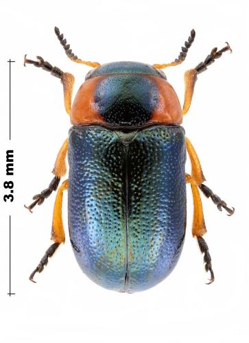 Cheilotoma musciformis
